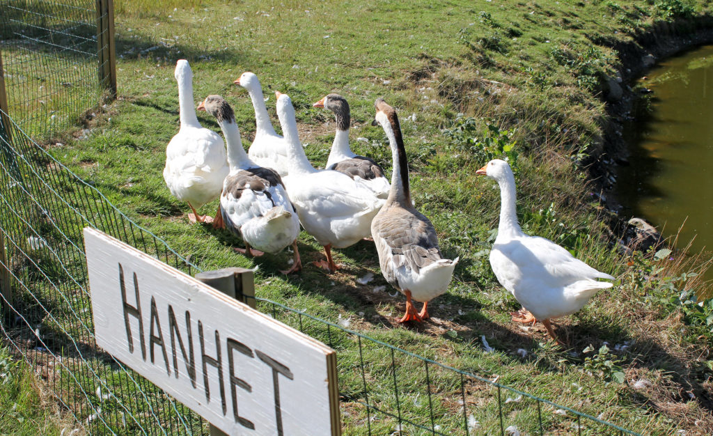 Seitsemän hanhea kävelee nurmikolla lammen rannassa. Aidassa on kyltti, jossa lukee hanhet.