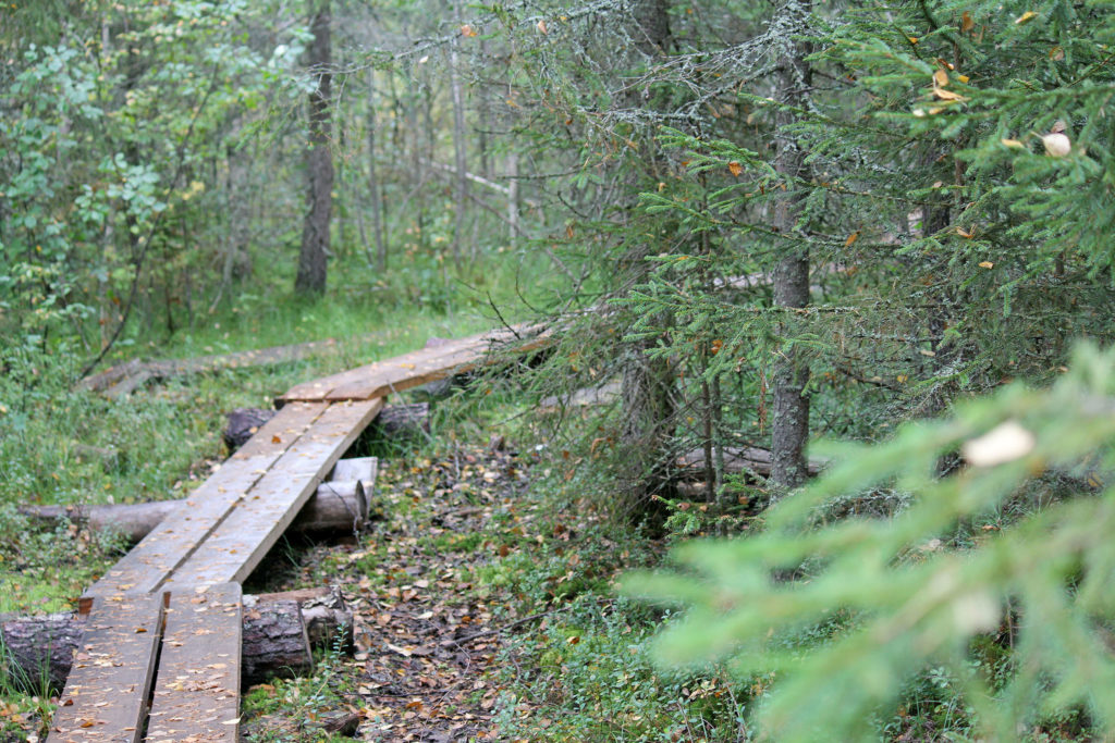 Pitkospuu metsän keskellä.