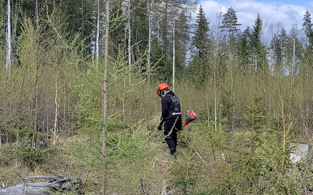 Poika oranssi kypärä päässään ja raivaussaha kädessä taimikossa.